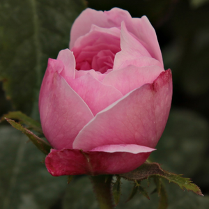 Pоза Жак Картие - розов - Стари рози-Перпетуално хибридни рози